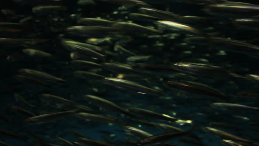 a thick swarm of anchovy bait fish swim in a bait ball