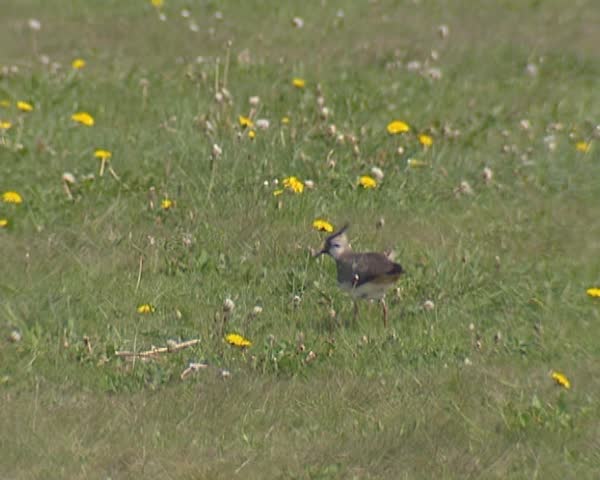 Northern Lapwing, Vanellus vanellus,walking in meadow on breeding ground. Northern lapwings are primarily agricultural and farmland waders.