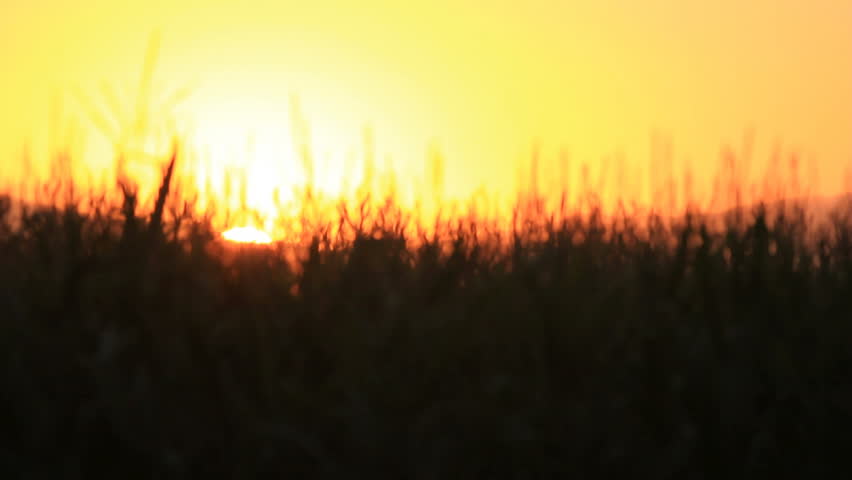 A golden silhouette of a cornfield at sunset. 