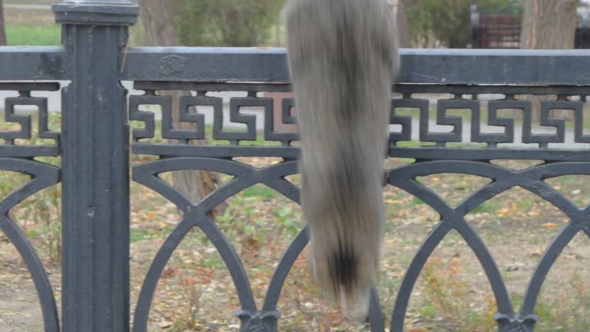 Squirrel leaping: lively gray critter descends from decorative wrought-iron fence in metropolitan park setting, showcasing dynamic motion and bushy tail. Intricate geometric pattern on hardware provides striking backdrop, enhancing visual interest with architectural detail. Surround features lush trees and dappled ground with fallen leaves, indicating transition to autumn through subtle green and gold foliage. Natural illumination softens entire scene, gently highlighting fur and casting delicate shadows that add depth. Slightly blurred background achieves shallow depth of field, directing focus toward energetic movement of mammal. This candid footage captures essence of wildlife in urban habitat, ideal for nature conservation campaigns or animal behavior studies. Playful energy combined with picturesque environment embodies joy and connection to outside, suitable for family-oriented content and lifestyle uses.