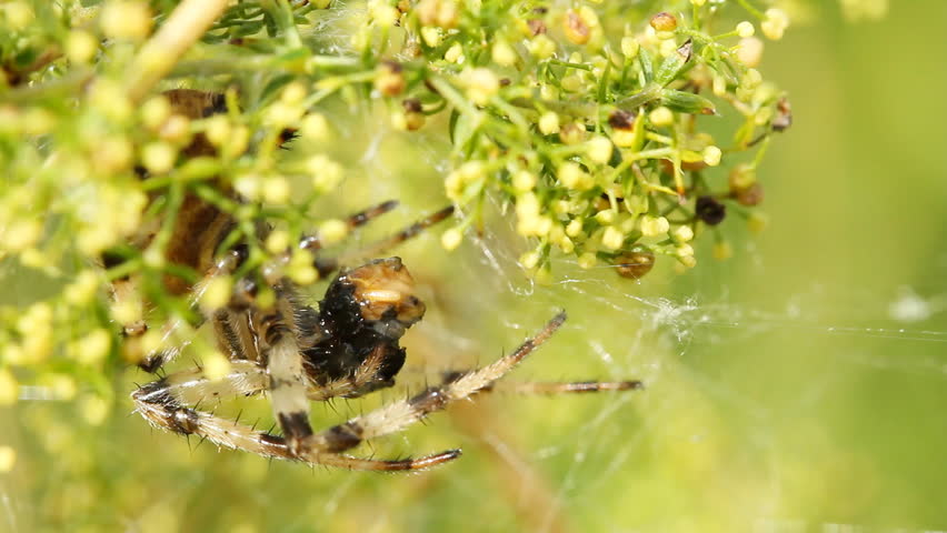 spider and its prey