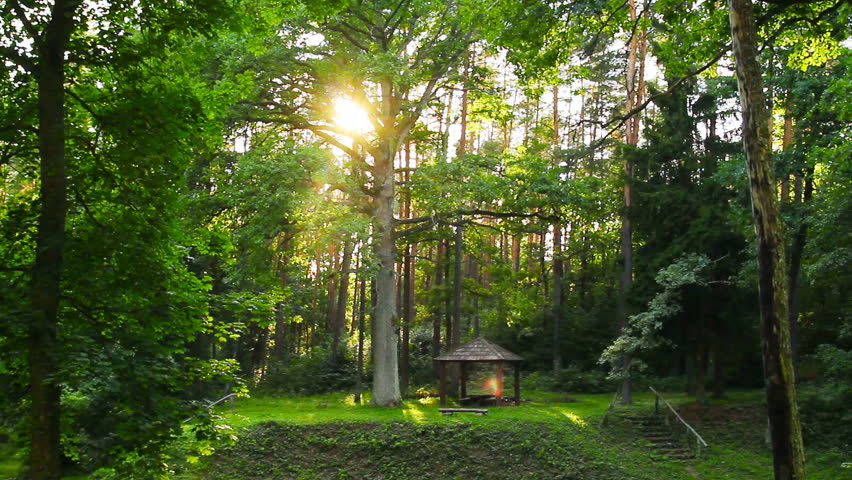 sunset in the magic forest
