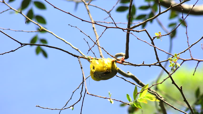 Taveta Golden Weaver bird (Ploceus castaneiceps) carefully builds a nest on a tree branch, adding dry grass and other building material, weaving it into the existing structure.