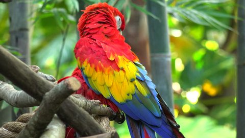 The Scarlet Macaw (Ara macao) sitting on a branch.The Scarlet Macaw is a large, red, yellow and blue South American parrot. It is native to humid evergreen forests of tropical South America. 4k video