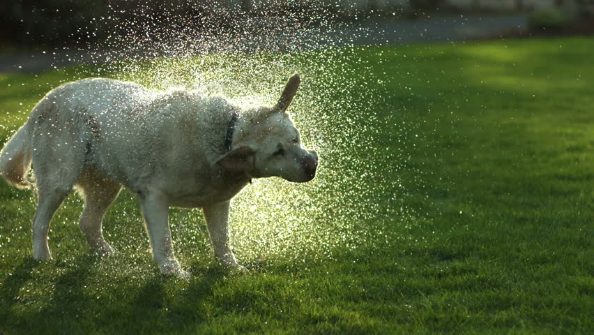 Cinemagraph - Dog Shaking Off Stock Footage Video (100% Royalty-free ...