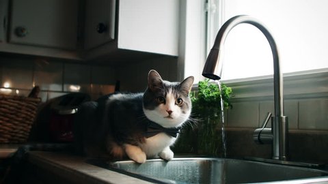 Cinemagraph (Photo-Motion) of a Cat with Bowtie Drinking Tap Water Adlı Stok Video