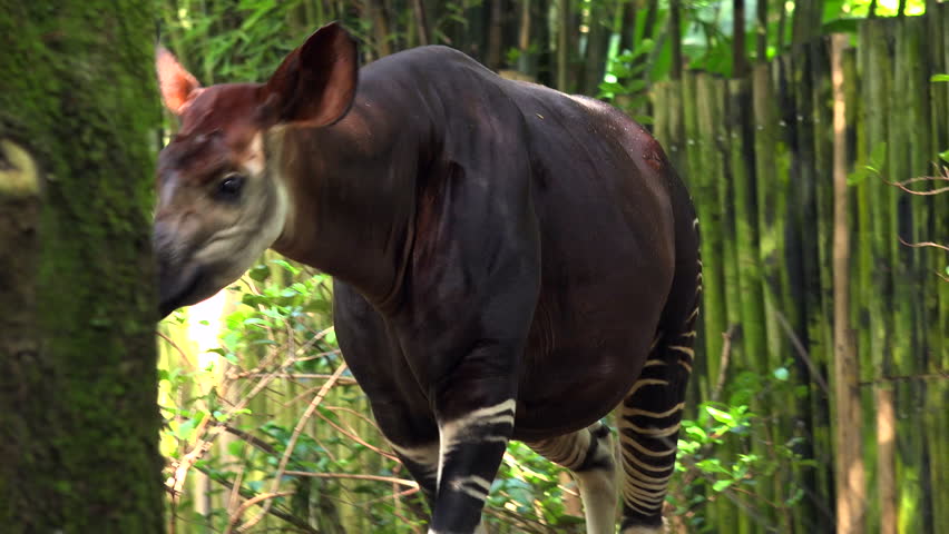 okapi walking forest park okapia johnstoni Stock Footage Video (100% ...