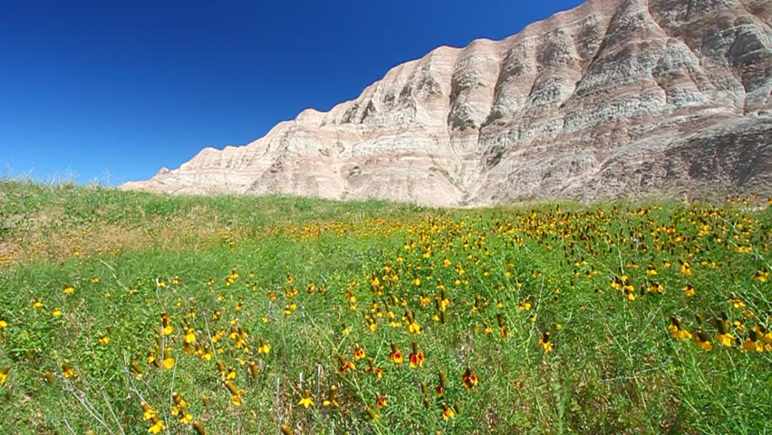 Wildflowers sway in the wind at the Conata Basin of Badlands National Park - South Dakota