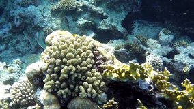 red sea coral reef with hard corals, fishes and sunny sky shining through clean water - underwater video