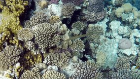 red sea coral reef with hard corals, fishes and sunny sky shining through clean water - underwater video