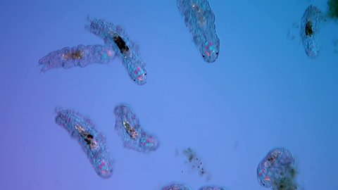 Hypsibius dujardini, water bear, Bärtierchen, polarisation illumination, polarisierte Beleuchtung, Bewegung, movement, Tardigrada, tardigrades
