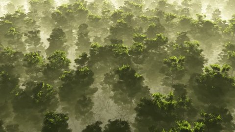 morning fog in dense tropical rainforest. aerial