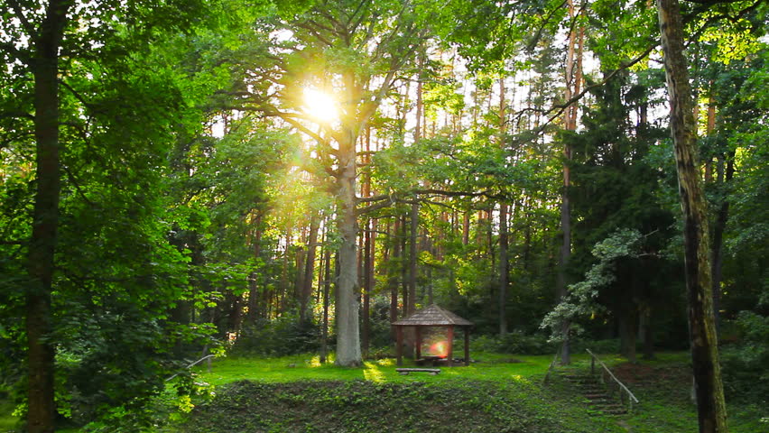 sunset in the magic forest