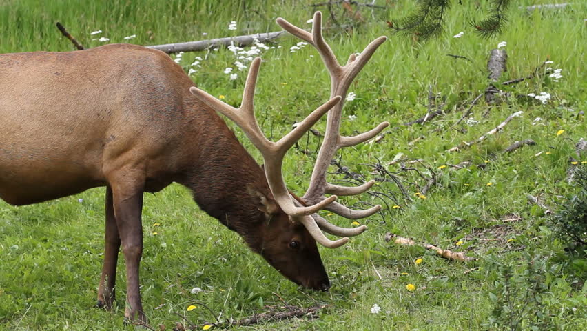 Bull Elk grazing with antlers in summer velvet