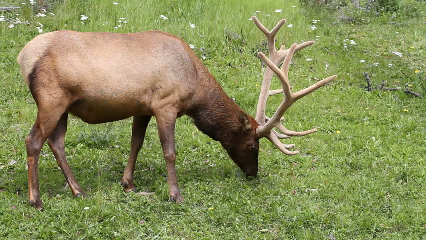 Bull Elk grazing with antlers in summer velvet