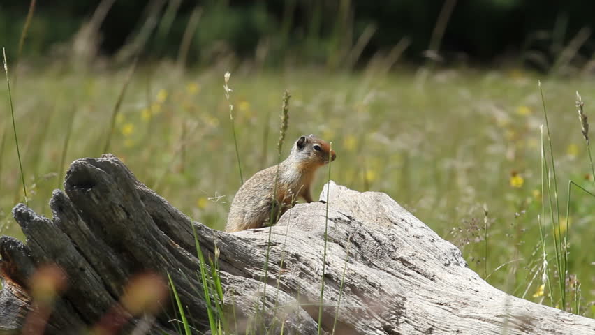 Columbia Ground Squirrel