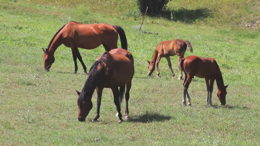 Horses grazing in pasture