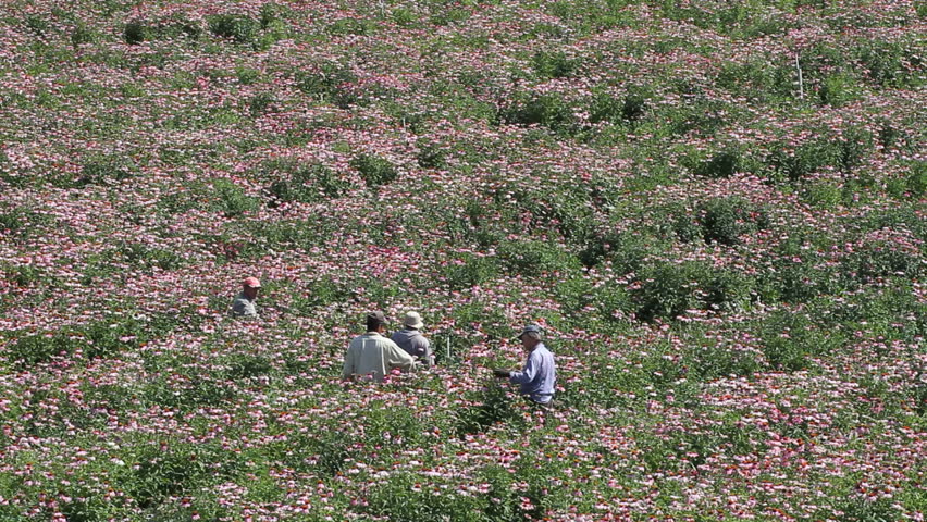 Migrant workers harvesting purple coneflowers, echinacea