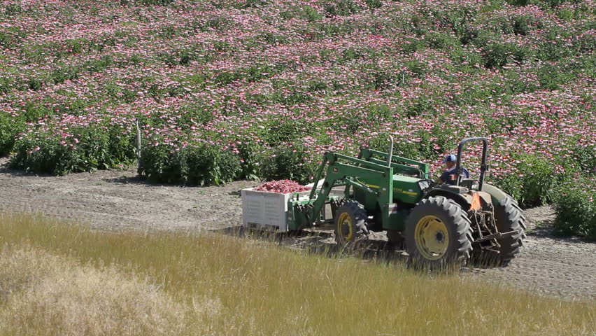 Migrant workers harvesting purple coneflowers, echinacea