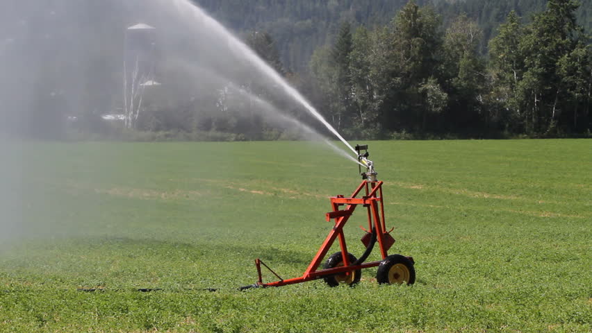 Irrigation sprinkler in hayfield