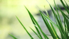 Green grass with shallow dof