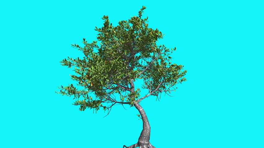 Red Mangrove Thin Tree with Green Leaves on Chroma Key, Tree on Alfa Channel, Tree on Blue Screen, Crown with Leaves is Swaying at the Wind in summer, Computer Generated Animation Made in Studio Royalty-Free Stock Footage #13131635