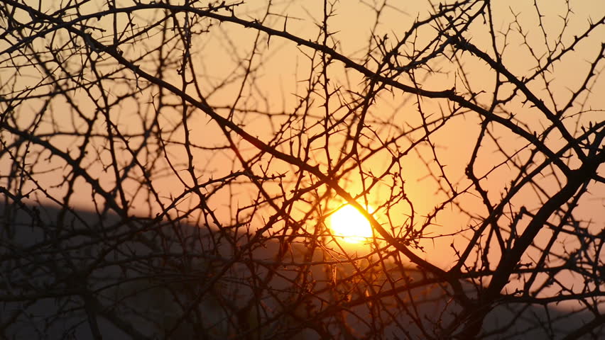 African sunset through thorn trees swaying in the breeze in high definition