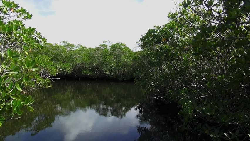 Mangrove forest Key Largo
