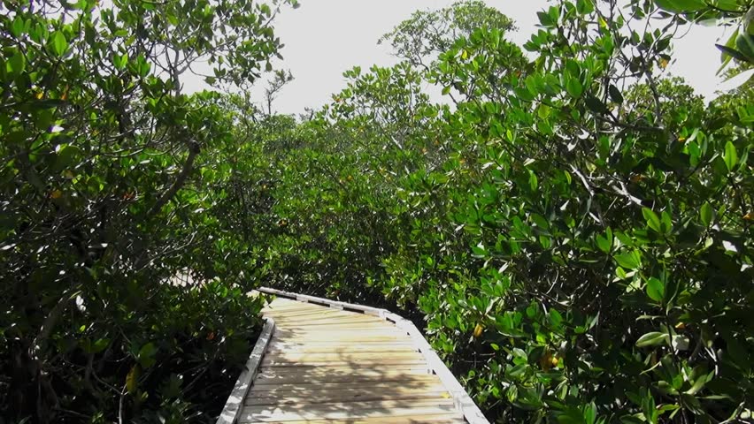 Walking trail through Mangrove forest Key Largo