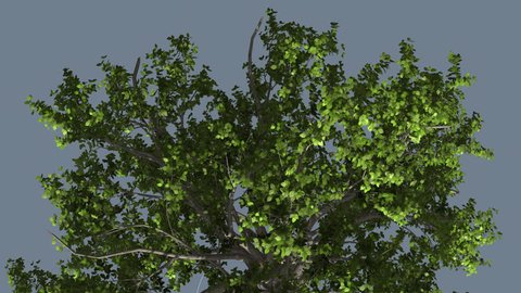 Broadleaf Chromakey Crown Isolated Tree Chroma Key Alfa Alfa Channel Tree Crown, Swaying Tree, Green Branches , Green Leaves, Swaying at the Wind, Summer, Computer Generated, Animation, outdoors,