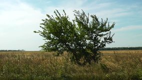 Windy alone tree in rural field. HD video. 