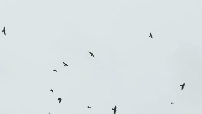 birds circling sky flock crows Stock Footage Video (100% Royalty-free ...