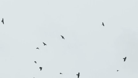 birds  circling in the sky, a flock of crows