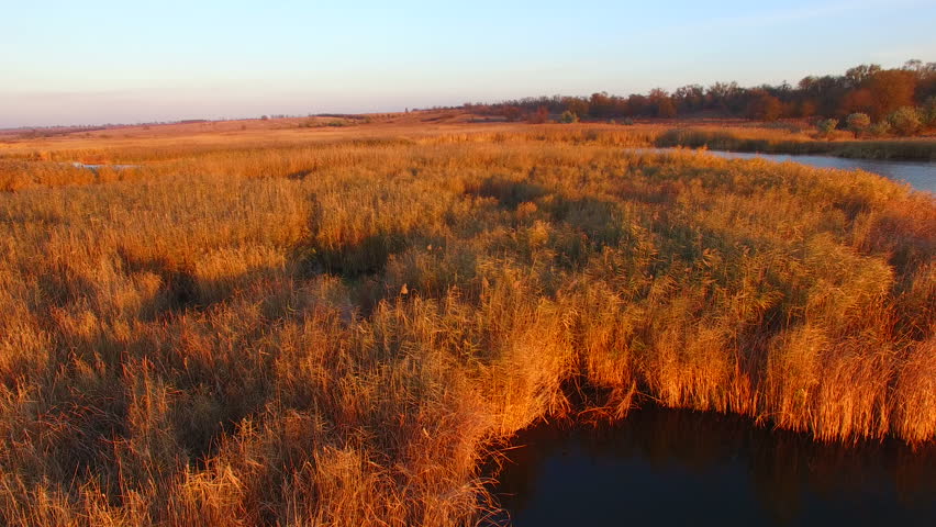 Flying Over The Lake With Reeds at Sunset in Autumn 4K