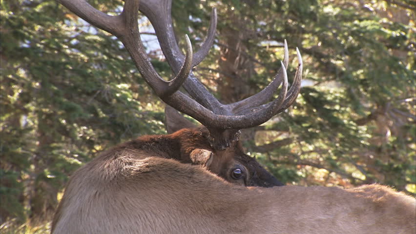 Close up shot of Bull Elk