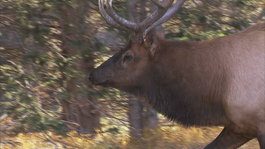 Close up shot of Bull Elk