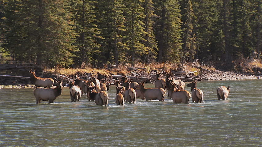 Herd of Elk crossing river
