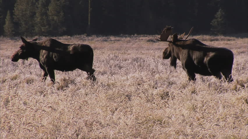 Bull Moose walking through mountain meadow