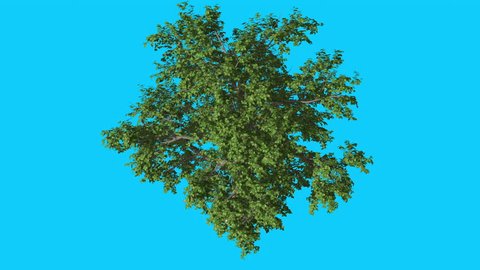 Broadleaf, Tree Top Down, Crown is Swaying at the Wind on Chroma Key, Alfa and Blue Screen, Green Tree Leaves are Fluttering on a Crown, Thin Trunk Tree in Sunny Day in Summer, Computer Generated