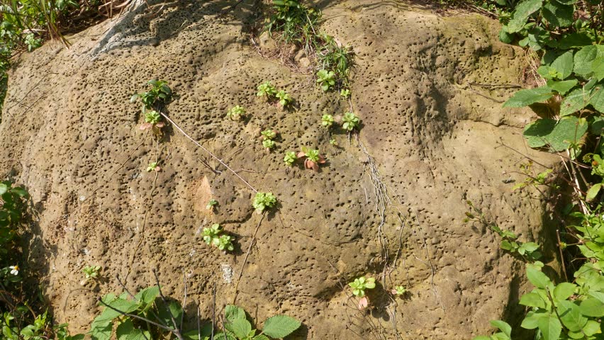 Eroded sandstone close-up shot with small leaves cling on. Stone surface looks smooth. Stone surrounded by grass, bushes and leaves. Windy and sunny weather. Yehliu Geopark