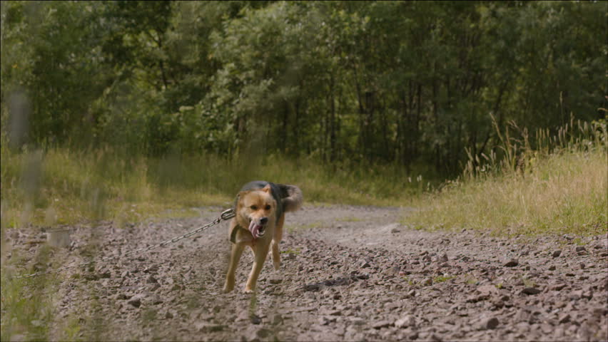 Little girl and dog on a chain run and play together
