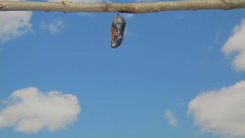 Monarch Butterfly Emerging from a Chrysalis