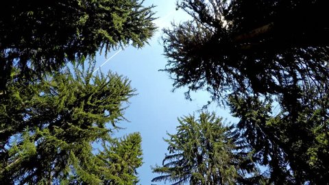 Driving pov under giant forest pine trees with sun shining. UHD 4K stock video