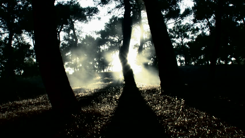 Tree shadow and fog