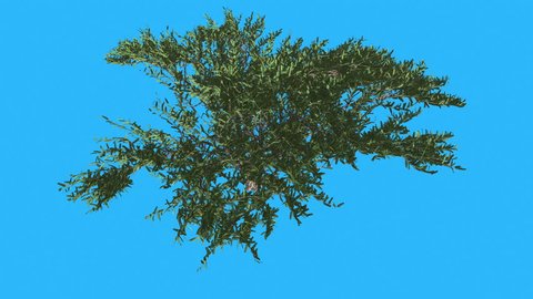 Umbrella Thorn Tree Top Down Crown is Swaying at the Wind on Chroma Key, Alfa and Blue Screen, Tree on Alfa Mate, Tree on Alfa Channel, Alpha Mate, Alpha Channel, Green Tree Leaves are Fluttering on