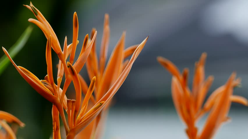 orange flower