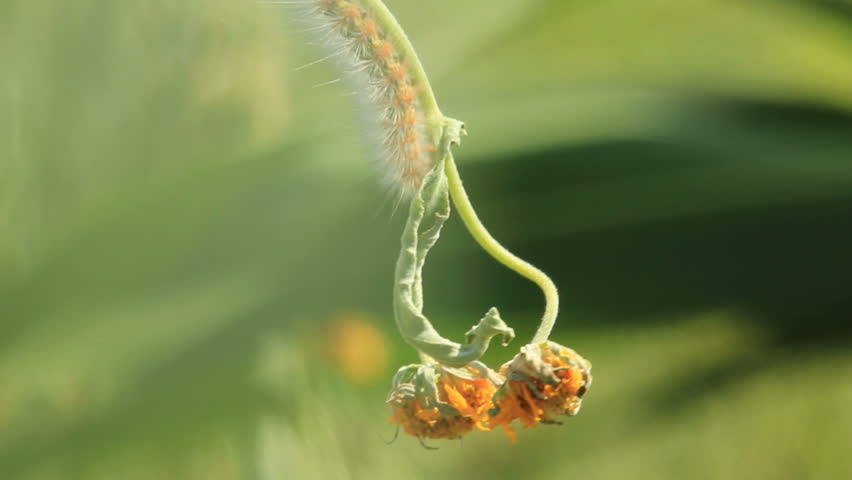 Caterpillar crawles down the stem of a flower shallow focus.
