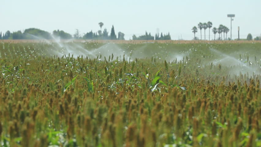 Wide shot of crops being watered