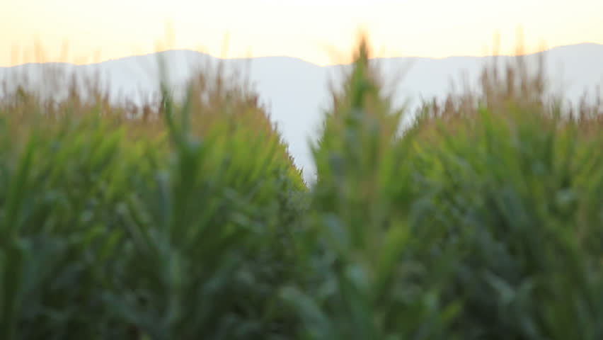 Rack focus shot of cornfields in central California