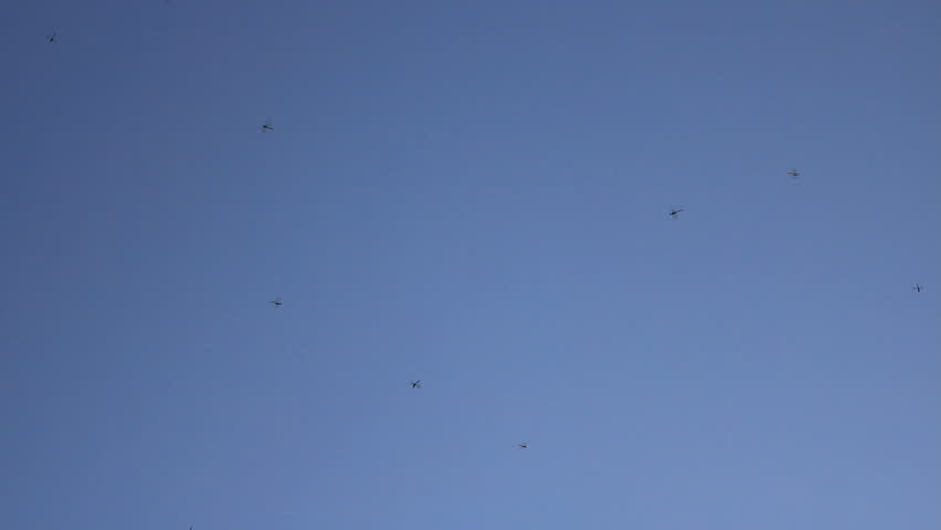 a swarm of dark dragonflies flutter across the blue sky.  Good for use in
